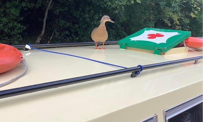 A local Llangollen canal Duck taking a canal cruise and soaking in the beautiful scenery a long the way.